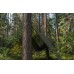 Тент поліпропіленовий 100 грм.на м.кв. камуфляж  (5м.х6м)